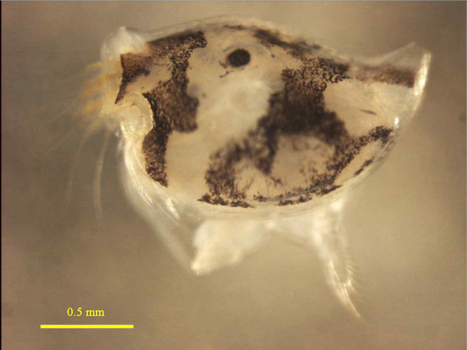 Heterodesmus n. sp., male, 1.7 mm lateral view