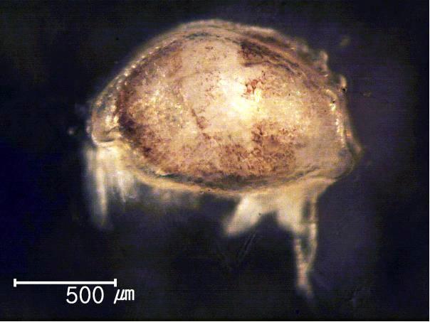 Sarsiella sp., male, 1.3 mm lateral view