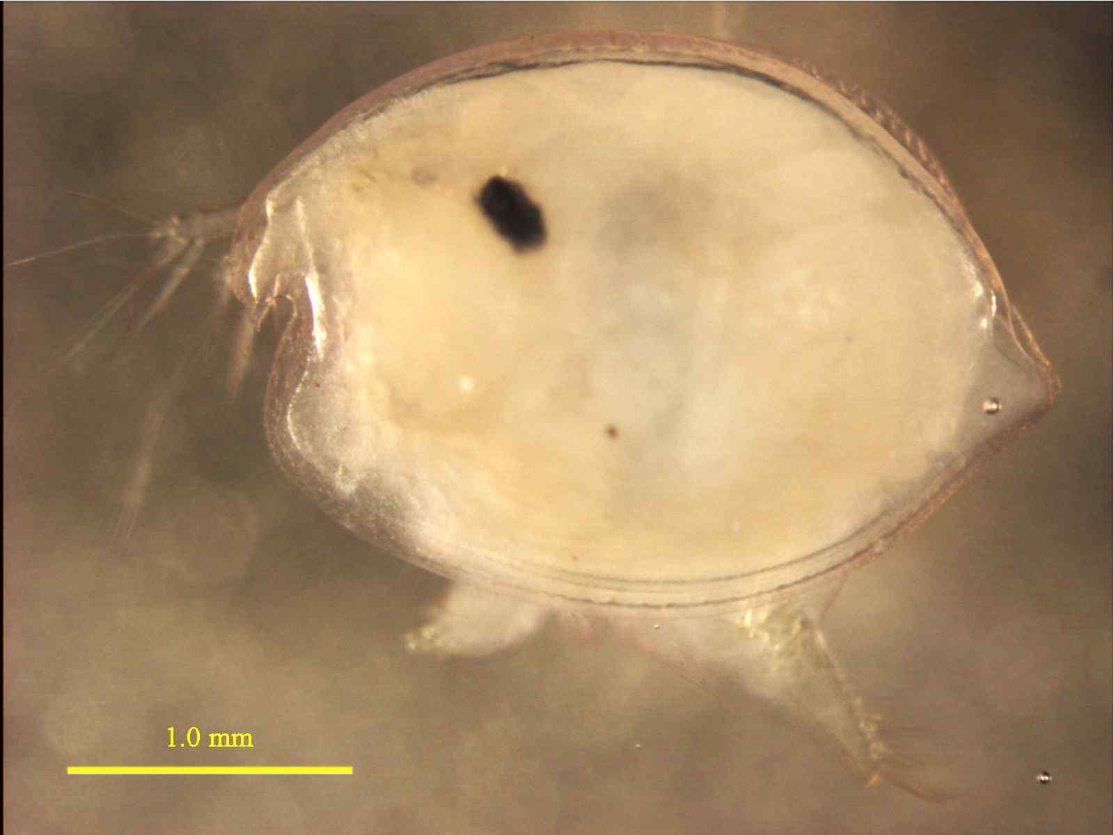 Cypridinoides sp., male, 2.9 mm lateral view