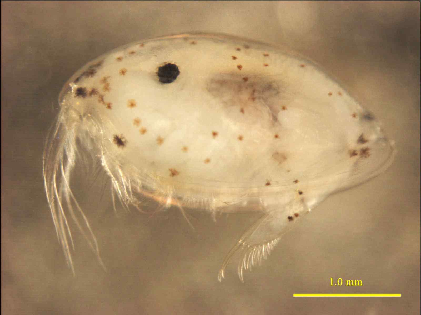 Paravargula sp., male, 3.2 mm lateral view