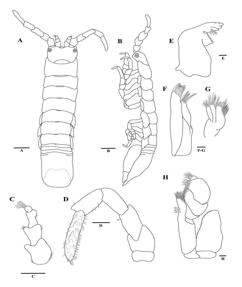 Cleantioides planicauda, male.