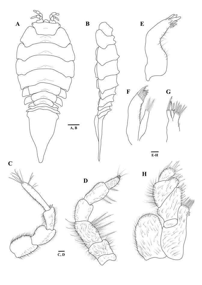 Symmius yamaguchiensis, male