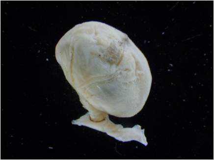 Parthenopea sp.