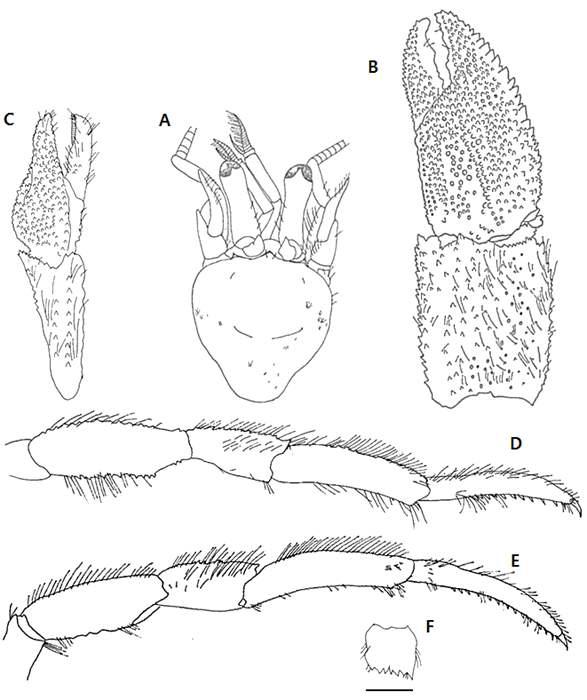 Pagurus undosus