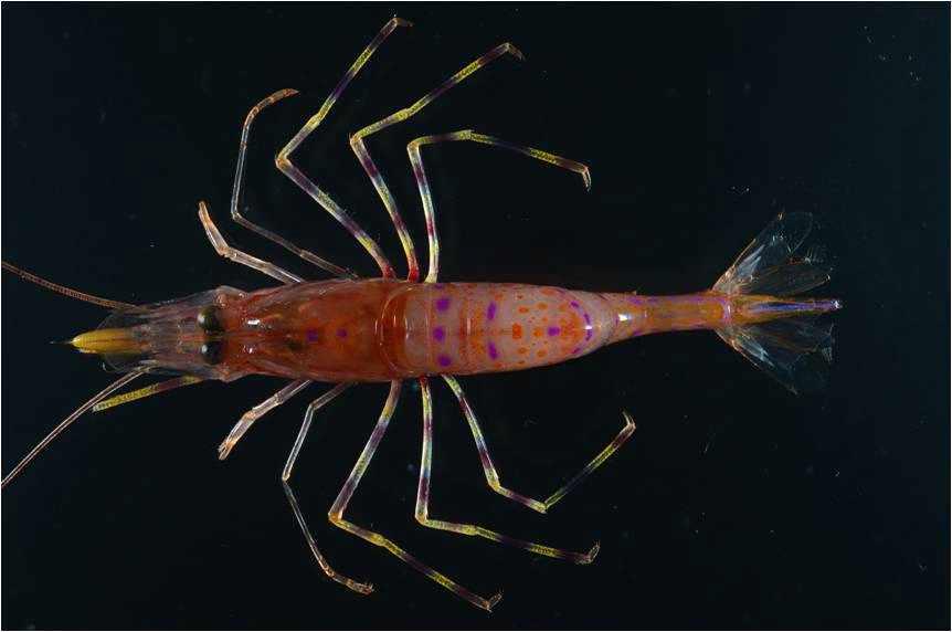 Lebbeus sp.