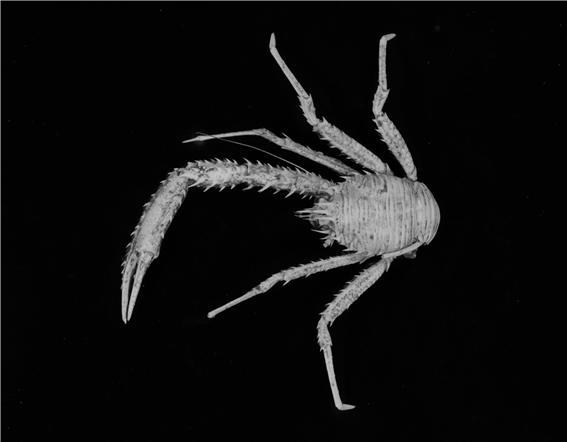 Raymunida formosanus