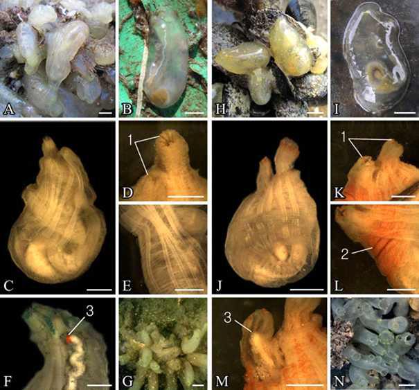 Ciona intestinalis (A-G) and C. savignyi (H-N).