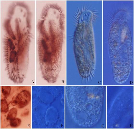 Hemigastrostyla paraenigmatica.