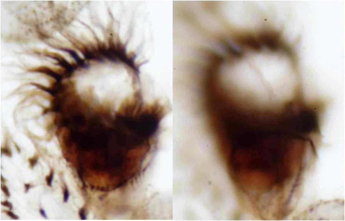 Morphology of Strombidinopsis stylifer Levander, 1894 from protargol impregnation.