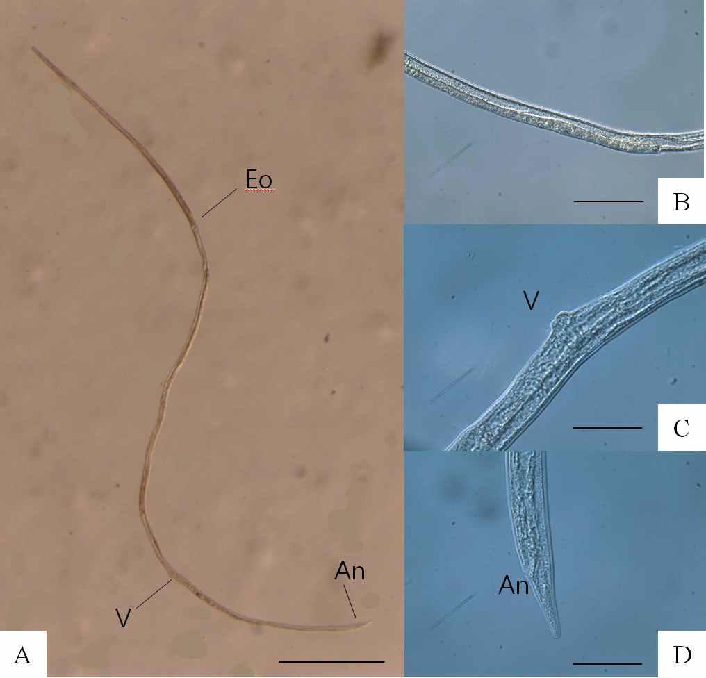 Strongyloides myopotami , parasitic female