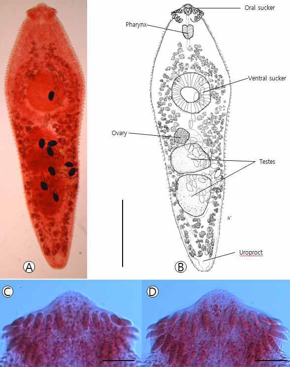 Light microscopic view of Saakotrema metatestis