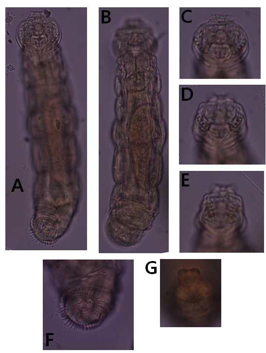 Bradyscela n. sp.