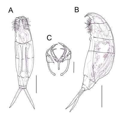 Encentrum uncinatum