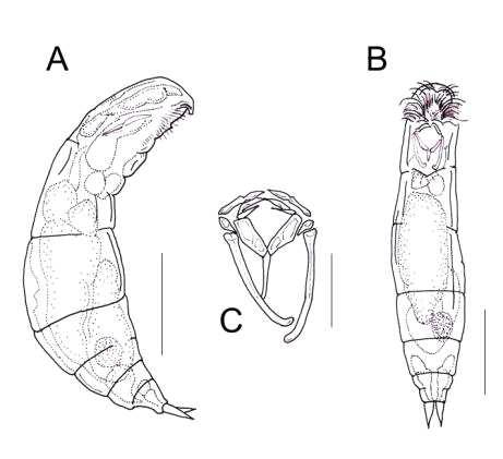 Encentrum incisum Wulfert, 1936