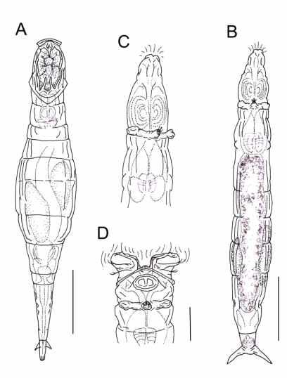 Adineta gracilis Janson, 1893