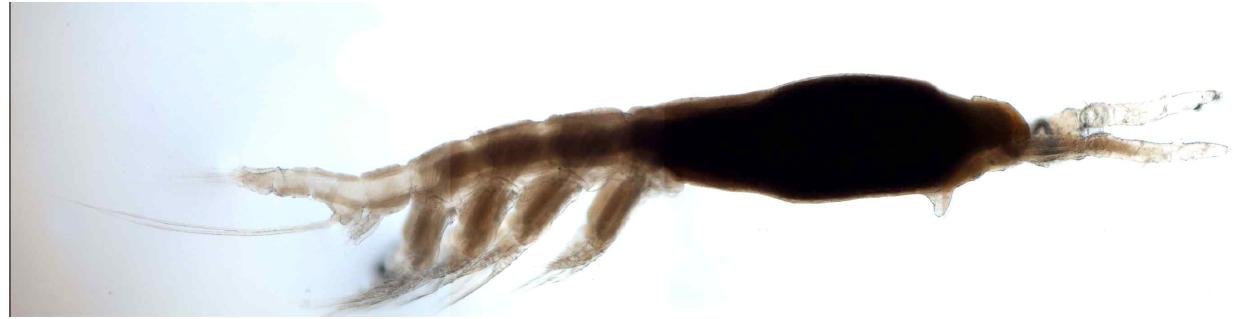 Monstrilla n. sp. 1, female habitus, dorsal