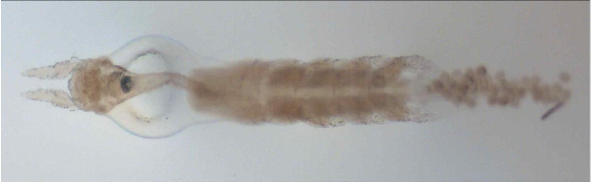 Monstrillopsis n. sp. 1, male habitus, dorsal