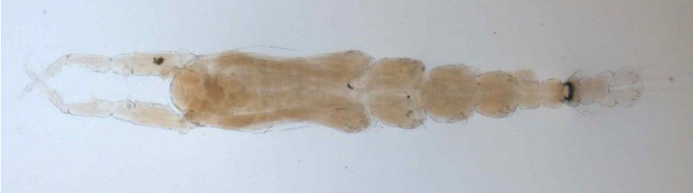 Monstrillopsis n. sp. 2, male habitus, dorsal