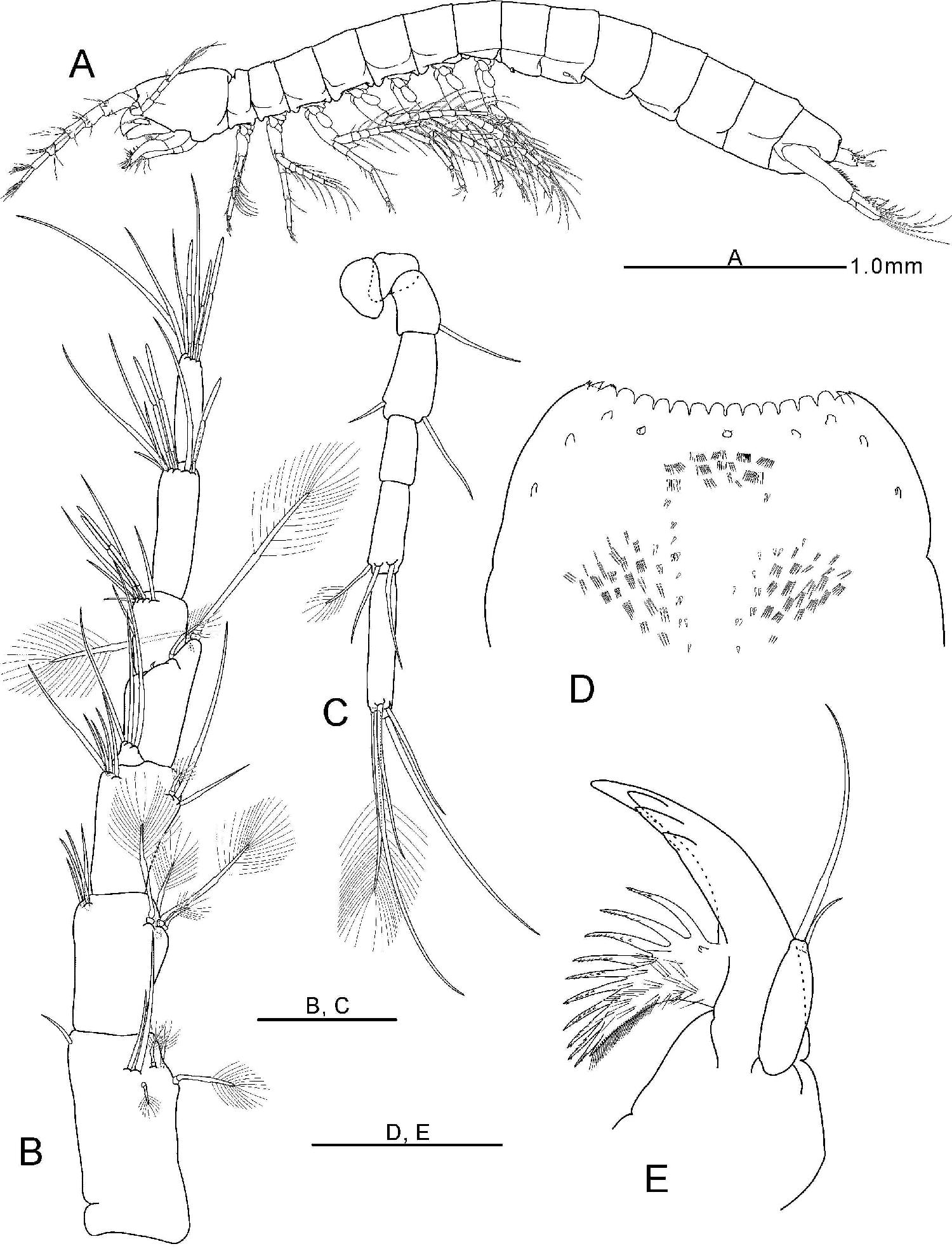 Allobathynella n. sp. 3
