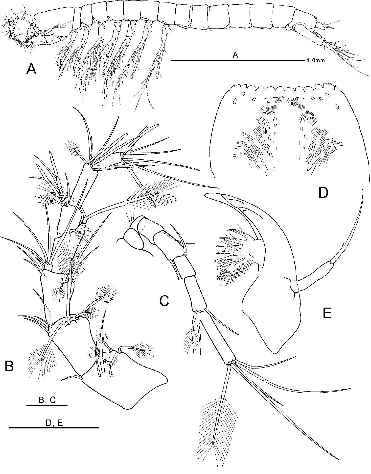 Allobathynella n. sp. 4