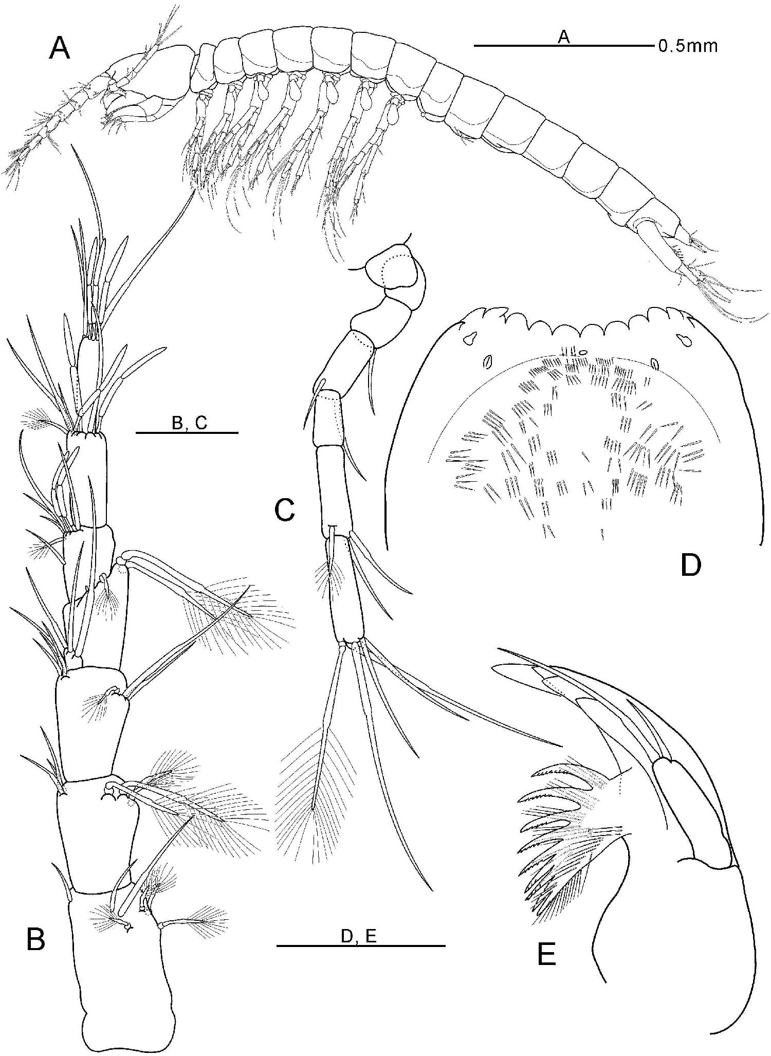Allobathynella n. sp. 5