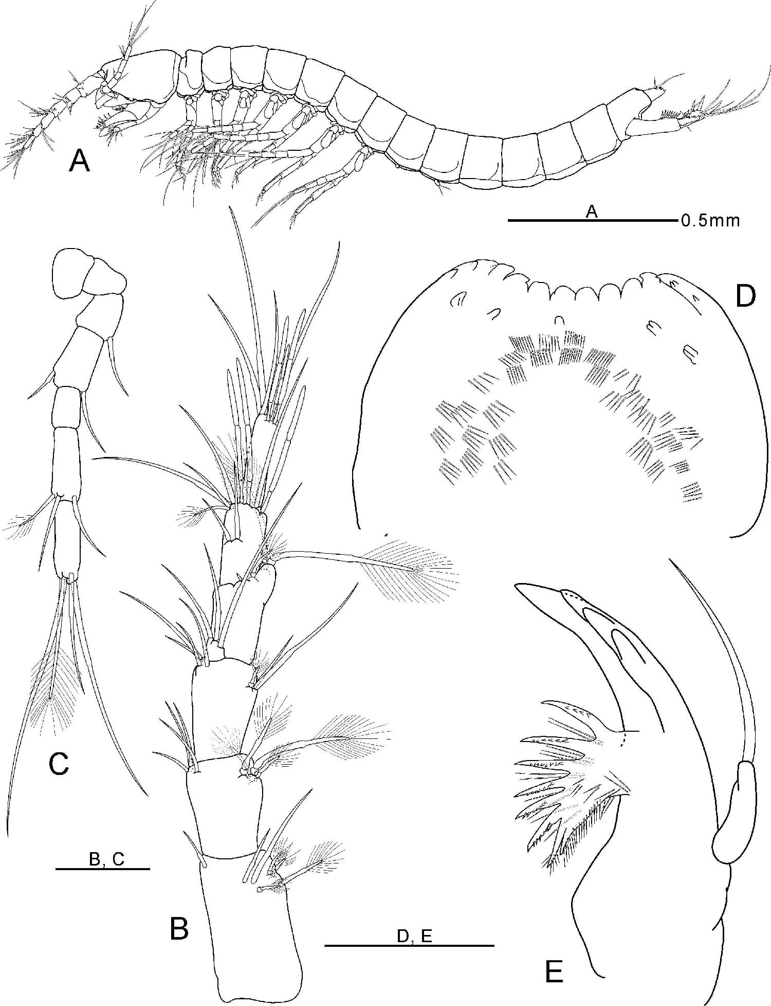 Allobathynella n. sp. 6