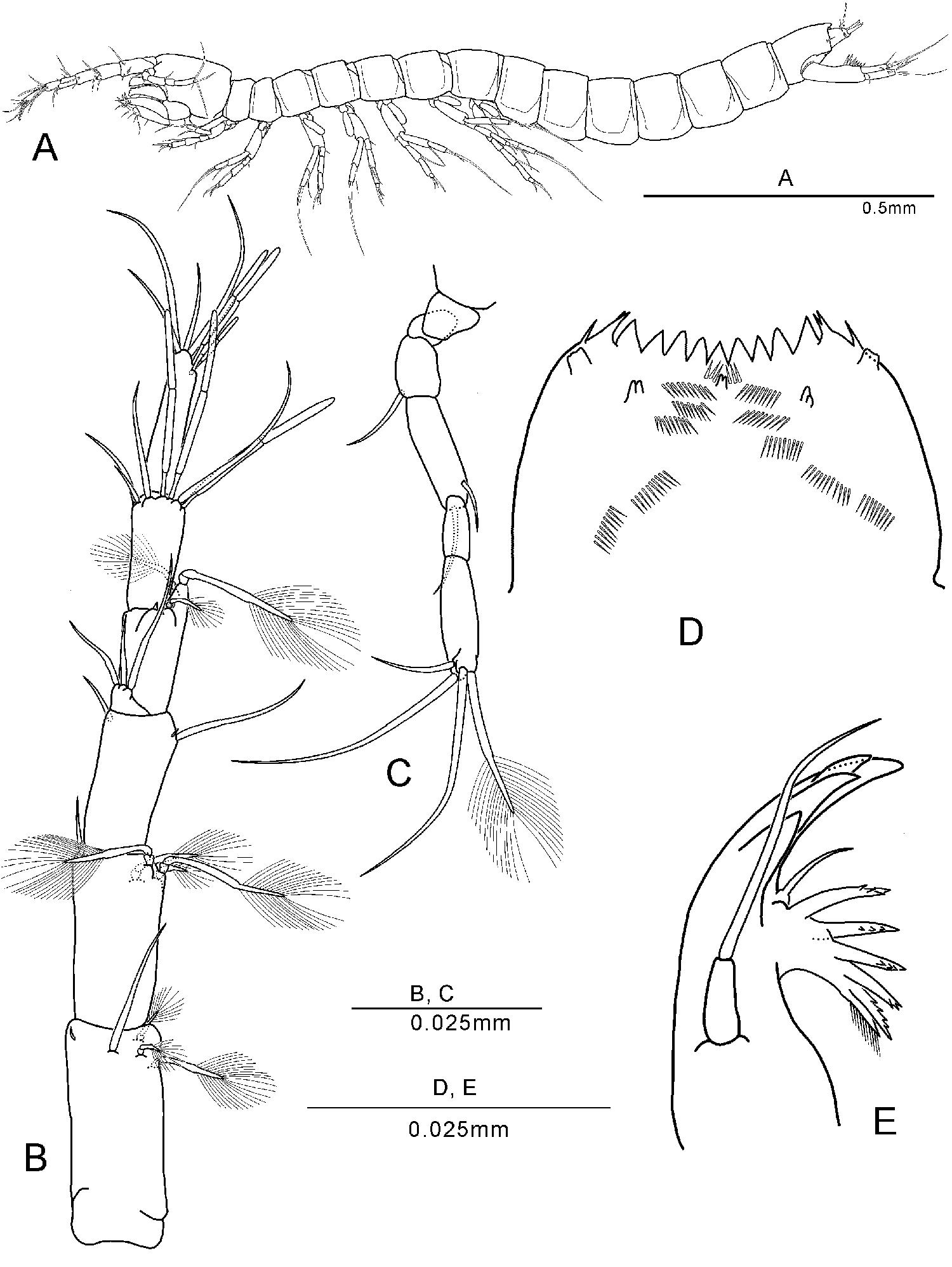 Eobathynella n. sp.