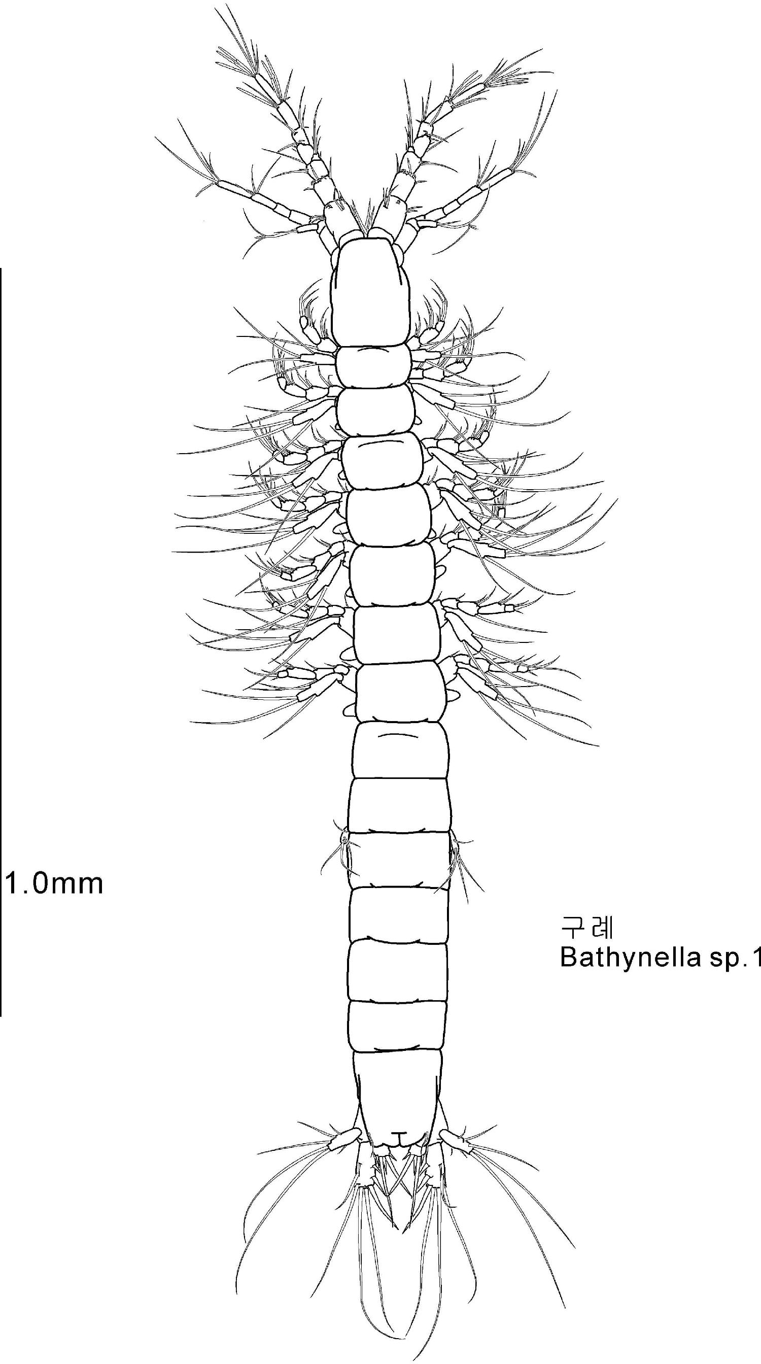 Bathynella n. sp. 2