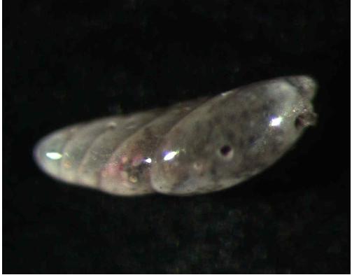 Vaginulinopsis sublegumen Parr, 1950