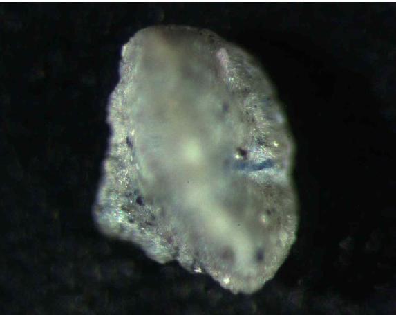 Spiroplectinella neoserrata Akimoto, 1996