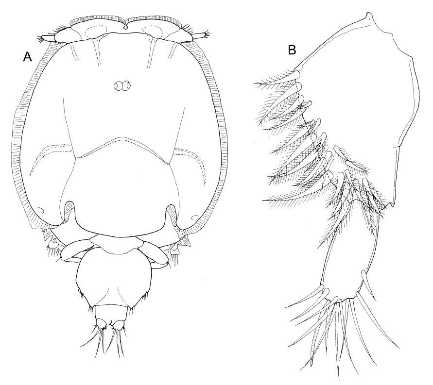 Lepeophtheirus kareii Yamaguti, 수컷.