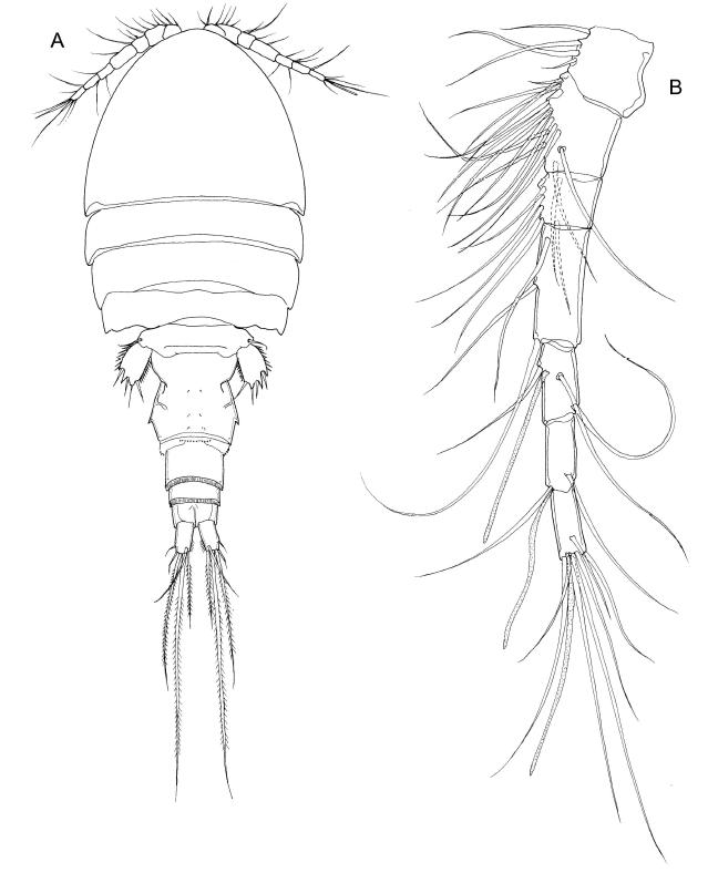 Hemicyclops japonicus Itoh & Nishida, 암컷.