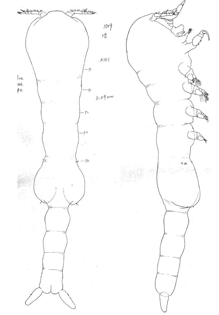 Humesulus lobatus Ho, 1982, male, habitus dorsal and habitus lateral