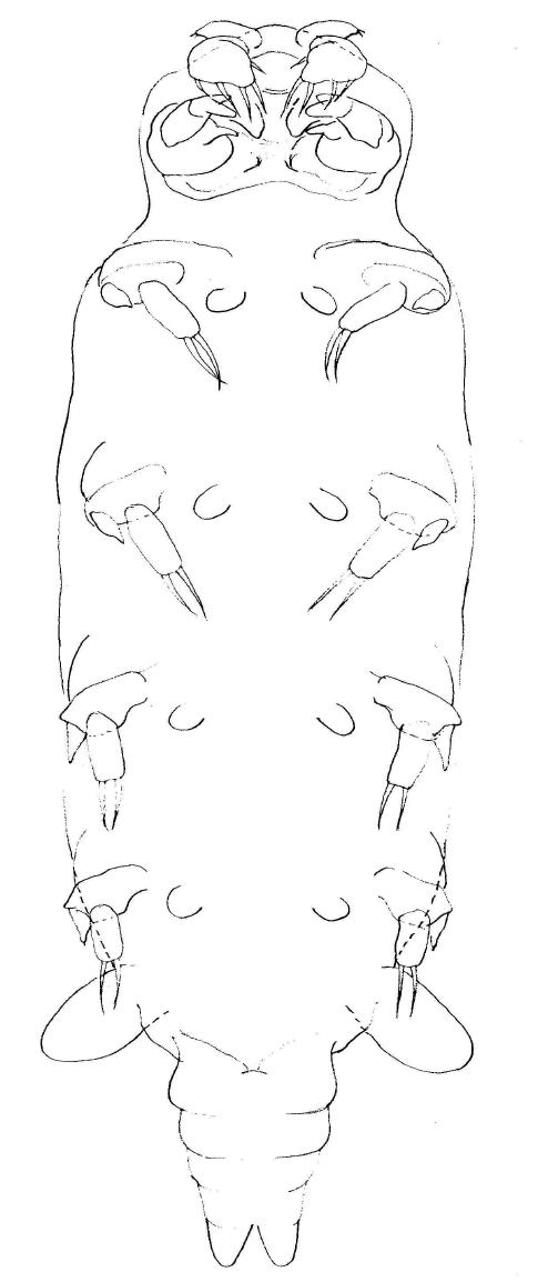 Enterocola n. sp., female, habitus ventral