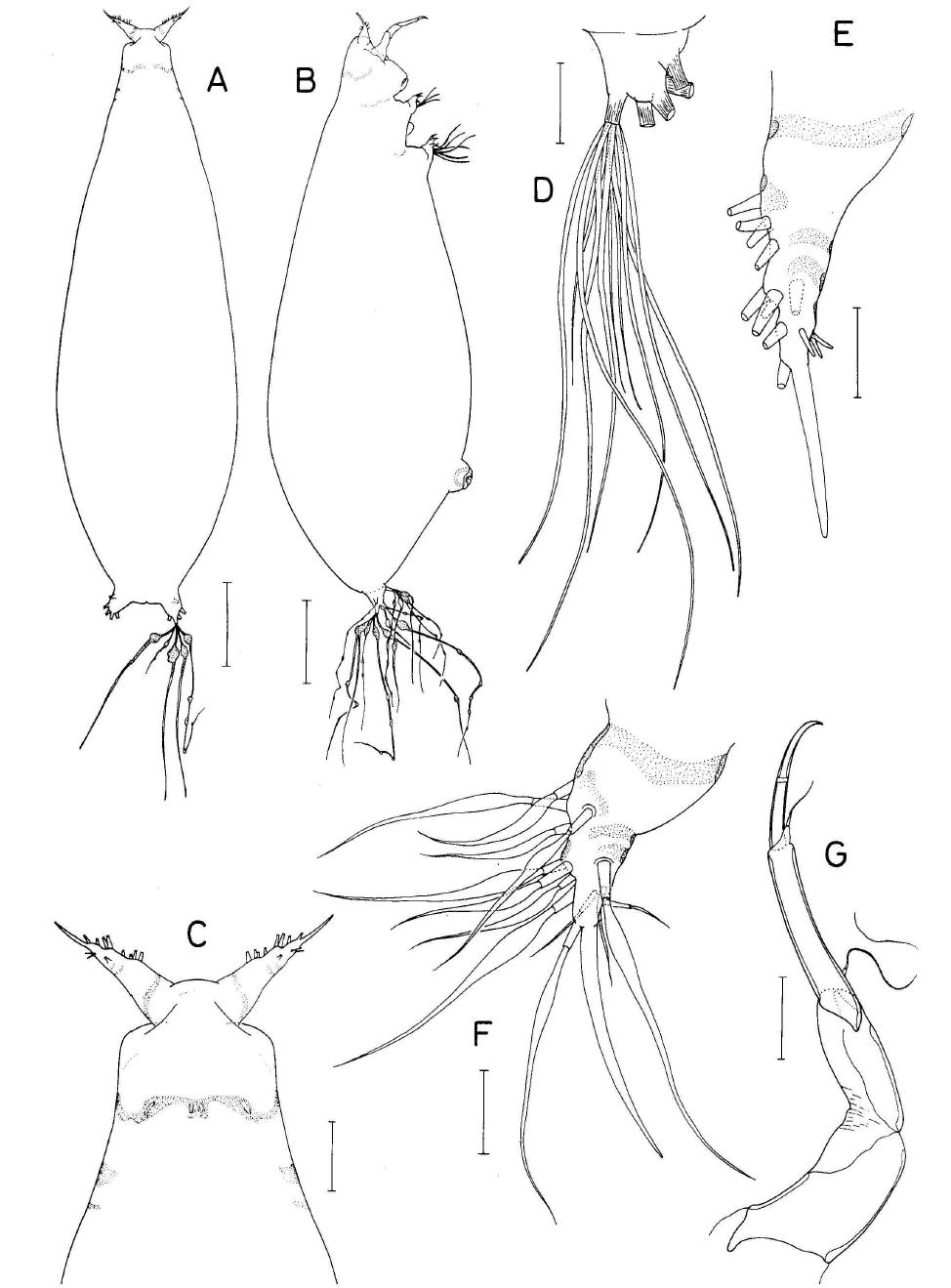 Lamippula n. sp., female
