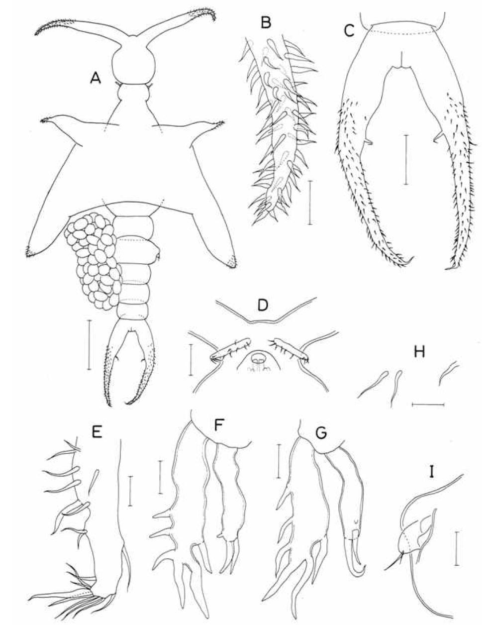 Colobomatus n. sp., female