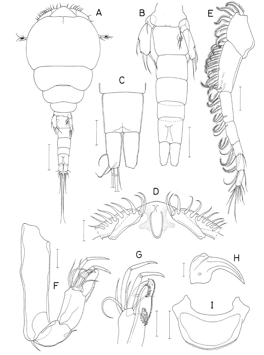 Taeniacanthus n. sp., female