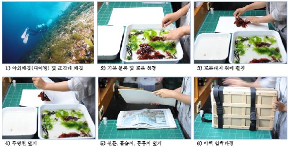 그림 5. 해조류의 압착표본 제작과정