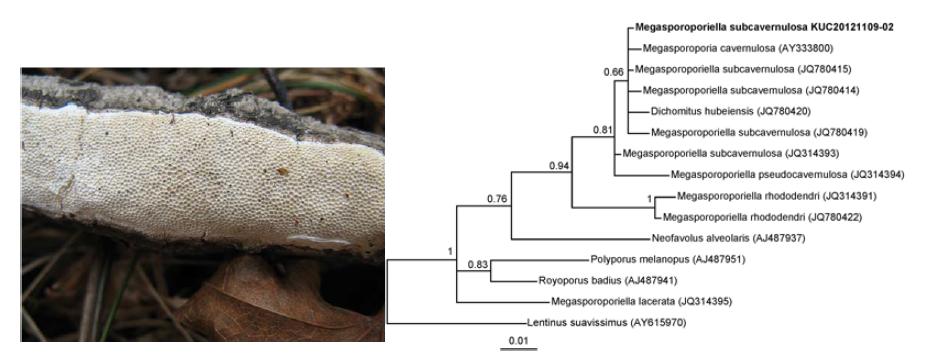 Basidiocarp of Megasporoporiella subcarvenulosa (KUC20121109-02). Bayesian analysis of Megasporoporiella subcarvenulosa and its allied species inferred from LSU region sequences.