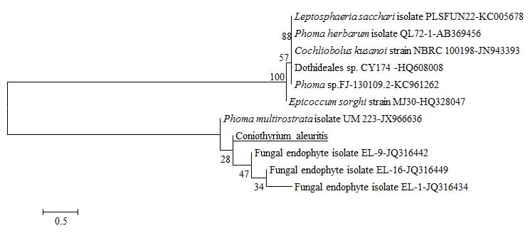 The ITS1 and ITS4 sequence of KNU13-1 was similar to fungal endophyte with 99% query coverage and 93 % similarity with Phoma multirostrata (95 % query coverage). Fungus was isolated from Korean rice field soil (Cheorwon) and phylogenetic tree was made based on a neighbour-joining analysis of rDNA sequences. The optimal tree with the sum of branch length = 7.37 is shown. The percentage of replicate trees in which the associated taxa clustered together in the bootstrap test (500 replicates) are shown next to the branches. The tree is drawn to scale, with branch lengths in the same units as those of the evolutionary distances used to infer the phylogenetic tree. The evolutionary distances were computed using the Maximum Composite Likelihood method and are in the units of the number of base substitutions per site. All positions containing gaps and missing data were eliminated from the dataset (Complete deletion option). There were a total of 279 positions in the final dataset. Phylogenetic analyses were conducted in MEGA4. The sequence of KNU13-1 clustered in group 2 and was associated with Phoma multirostrata and fungal endophyte. These results showed that only limited numbers of known fungi are associated with the KNU13-1 and this fungus might be new species.