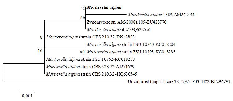 The fungus, Mortierella alpina KNU13-4 was isolated from Korean upland soil (Taebaek). Molecular analysis of ITS1 and ITS4 sequence of KNU13-4 showed 100 % and 99% similarity and query coverage with Mortierella alpina. Phylogenetic tree was constructed based on a neighbour-joining analysis of rDNA sequences. The tree was grouped into 4 clades and Mortierella alpina KNU13-4 was grouped with Mortierella alpina and Zygomycete sp. The tree shows evolutionary relationships of 11 taxa. The optimal tree with the sum of branch length was 0.018. The percentage of replicate trees in which the associated taxa clustered together in the bootstrap test (500 replicates) are shown next to the branches. The tree is drawn to scale, with branch lengths in the same units as those of the evolutionary distances used to infer the phylogenetic tree. The evolutionary distances were computed using the Maximum Composite Likelihood method and are in the units of the number of base substitutions per site. All positions containing gaps and missing data were eliminated from the dataset (Complete deletion option). There were a total of 378 positions in the final dataset. Phylogenetic analyses were conducted in MEGA4.