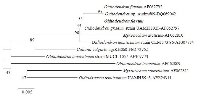 The KNU13-5 was isolated from Korean upland soil (Yeongwol) and indentified as Oidiodendron flavum based on molecular analysis. ITS1 and ITS4 sequence BLAST analysis showed 100% similarity and 98% query coverage with Oidiodendron flavum. Phylogenetic tree of rDNA sequences was constructed based on a neighbour-joining analysis. The tree was grouped into 9 clades and KNU13-5 was grouped with Oidiodendron flavum. Evolutionary relationships were compared with 11 taxa. The evolutionary history was inferred using the Neighbor-Joining method. The optimal tree with the sum of branch length = 0.156. The percentage of replicate trees in which the associated taxa clustered together in the bootstrap test (500 replicates) is shown next to the branches. The tree is drawn to scale, with branch lengths in the same units as those of the evolutionary distances used to infer the phylogenetic tree. The evolutionary distances were computed using the Maximum Composite Likelihood method and are in the units of the number of base substitutions per site. All positions containing gaps and missing data were eliminated from the dataset (Complete deletion option). There were a total of 481 positions in the final dataset. Phylogenetic analyses were conducted in MEGA4.