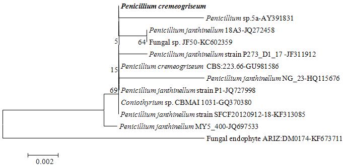The fungus KNU13-6 was isolated from Korean rice field soil (Cheorwon). ITS1 and ITS4 BLAST sequence analysis showed 100% similarity and 99% query coverage with Penicillium cremeogriseum and therefore, the KNU13-6 was identified as Penicillium cremeogriseum. Phylogenetic tree of rDNA sequences constructed based on a neighbour-joining analysis showed that the tree was grouped into 5 clades and KNU13-6 was grouped with Penicillium sp. The tree evolutionary relationships of 12 taxa and the evolutionary history was inferred using the Neighbor-Joining method. The optimal tree with the sum of branch length = 0.038 is shown. The percentage of replicate trees in which the associated taxa clustered together in the bootstrap test (500 replicates) are shown next to the branches. The tree is drawn to scale, with branch lengths in the same units as those of the evolutionary distances used to infer the phylogenetic tree. The evolutionary distances were computed using the Maximum Composite Likelihood method and are in the units of the number of base substitutions per site. All positions containing gaps and missing data were eliminated from the dataset (Complete deletion option). There were a total of 531 positions in the final dataset. Phylogenetic analyses were conducted in MEGA4.