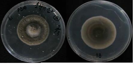 Morphology of the isolate KNU13-8(Torula caligans) on potato dextrose agar(PDA)