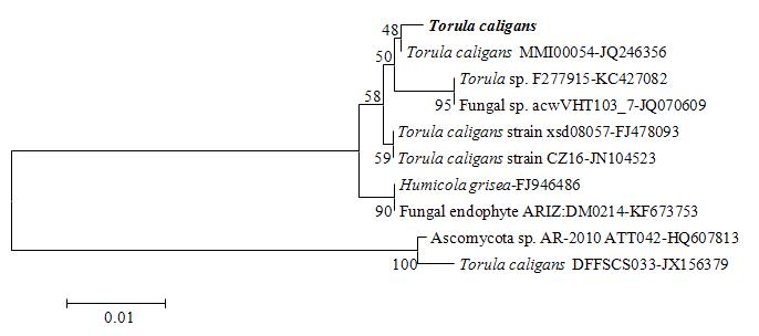 The ITS1 and ITS4 sequence of KNU13-8 was 99 % similar to Torula caligans with 97% query coverage. Fig. shows phylogenetic tree of KNU13-8 isolated from Korean ground soil (Yeongju) and it was constructed based on a neighbour-joining analysis of rDNA sequences. Evolutionary relationships of tree was made with 10 taxa and the tree evolutionary history was inferred using the Neighbor-Joining method. The optimal tree with the sum of branch length = 0.099 is shown. The percentage of replicate trees in which the associated taxa clustered together in the bootstrap test (500 replicates) are shown next to the branches. The tree is drawn to scale, with branch lengths in the same units as those of the evolutionary distances used to infer the phylogenetic tree. The evolutionary distances were computed using the Maximum Composite Likelihood method and are in the units of the number of base substitutions per site. All positions containing gaps and missing data were eliminated from the dataset (Complete deletion option). There were a total of 444 positions in the final dataset. Phylogenetic analyses were conducted in MEGA4. Phylogenetic analyses were conducted in MEGA4. Phylogenetic analysis of KNU13-8 rDNA sequence included with BLAST sequences revealed that these sequences were clustered into 5 groups and was associated with Torula caligans ssp.