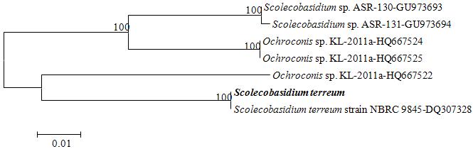 The fungus KNU13-9 was isolated from Korean upland soil (Yeongwol). ITS1 and ITS4 BLAST sequence analysis showed 79% similarity and 64% query coverage with Scolecobasidium terreum and therefore, the KNU13-9 was identified as S. terreum. Based on its similarity and query coverage, this fungus might be a new species. Further studies are needed to evaluate its morphological characteristics. Evolutionary relationships of tree was made with 7 taxa. Phylogenetic tree of rDNA sequences constructed based on a neighbour-joining analysis and tree showed that it was grouped into 4 clades and KNU13-9 was grouped with S. terreum. The evolutionary history of the tree was inferred using the Neighbor-Joining method. The optimal tree with the sum of branch length = 0.198 shown. The percentage of replicate trees in which the associated taxa clustered together in the bootstrap test (500 replicates) are shown next to the branches. The tree is drawn to scale, with branch lengths in the same units as those of the evolutionary distances used to infer the phylogenetic tree. The evolutionary distances were computed using the Maximum Composite Likelihood method and are in the units of the number of base substitutions per site. All positions containing gaps and missing data were eliminated from the dataset (Complete deletion option). There were a total of 531 positions in the final dataset. Phylogenetic analyses were conducted in MEGA4.