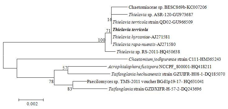 The fungus KNU13-10 was isolated from Korean upland soil (Goseong). ITS1 and ITS4 BLAST sequence analysis showed 97% similarity and 99% query coverage with Thielavia terricola. Thus, the KNU13-10 was identified as T. terricola. Phylogenetic tree of rDNA sequences constructed based on a neighbour-joining analysis was showed that the tree was grouped into 5 clades and KNU13-10 was grouped with T. terricola, T. hyrcaniae, T. rapa-nuensis, and Thielavia sp. The evolutionary history was inferred using the Neighbor-Joining method. The optimal tree with the sum of branch length = 0.039 is shown. The percentage of replicate trees in which the associated taxa clustered together in the bootstrap test (500 replicates) are shown next to the branches. The tree is drawn to scale, with branch lengths in the same units as those of the evolutionary distances used to infer the phylogenetic tree. The evolutionary distances were computed using the Maximum Composite Likelihood method and are in the units of the number of base substitutions per site. All positions containing gaps and missing data were eliminated from the dataset (Complete deletion option). There were a total of 464 positions in the final dataset and the phylogenetic analyses were conducted in MEGA4.