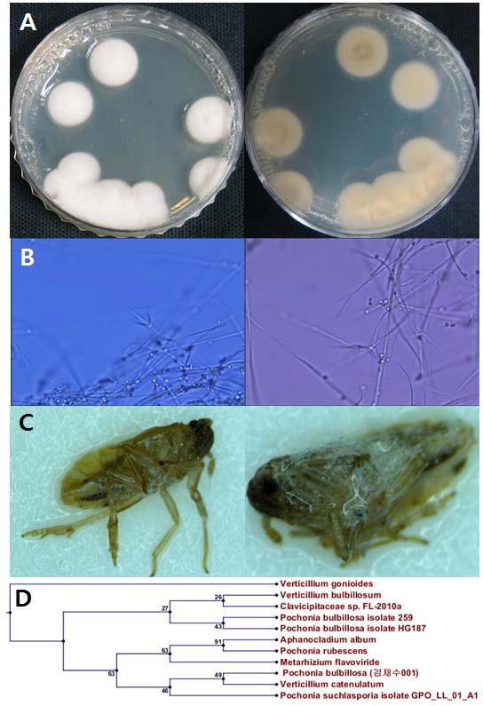 한라수목원-02-07의 배양체 사진 (A), 균사 및 분생자경 (B), 감염된 벼멸구 사진(C) 및 계통도(D).