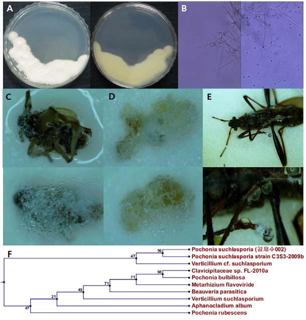 1100고지-01-02의 배양체 사진(A), 균사 및 분생자경 사진 (B), 병원균에 감염된 벼멸구 (C), 진딧물 (D)와 톱다리개미허리노린재 (E) 및 계통도 (F).