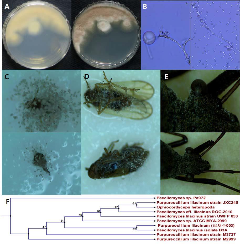 전북대-01-37의 배양체 사진(A), 균사 및 분생자경 사진 (B), 병원균에 감염된 진딧물 (C), 벼멸구 (D)와 톱다리개미허리노린재 (E) 및 계통도 (F).